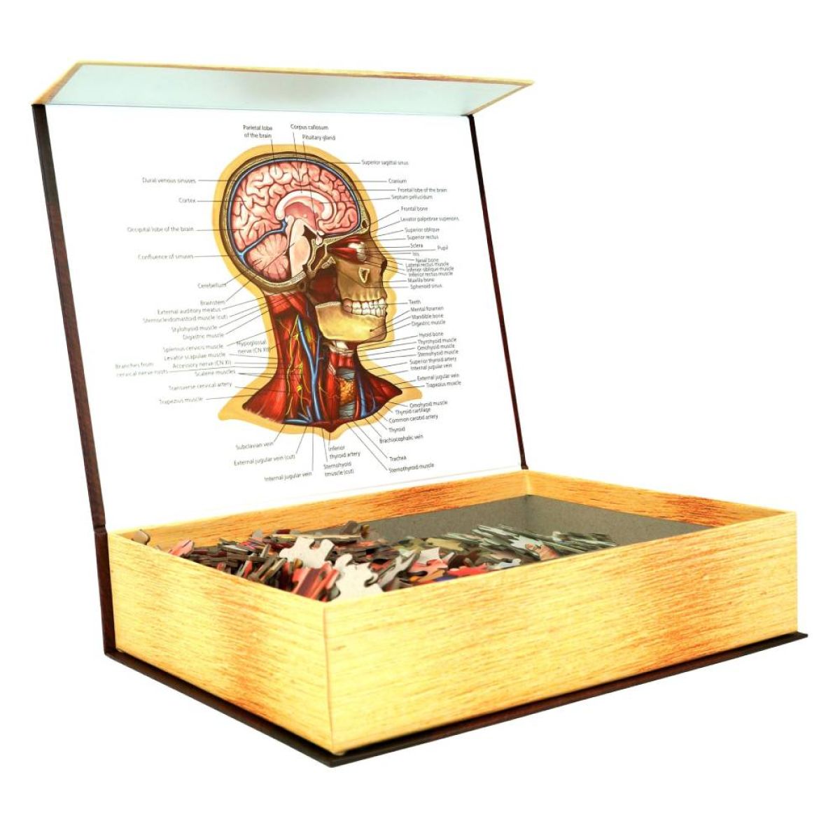 Dr Livingston Anatomy Jigsaw Puzzle The Human Head 538 Pieces