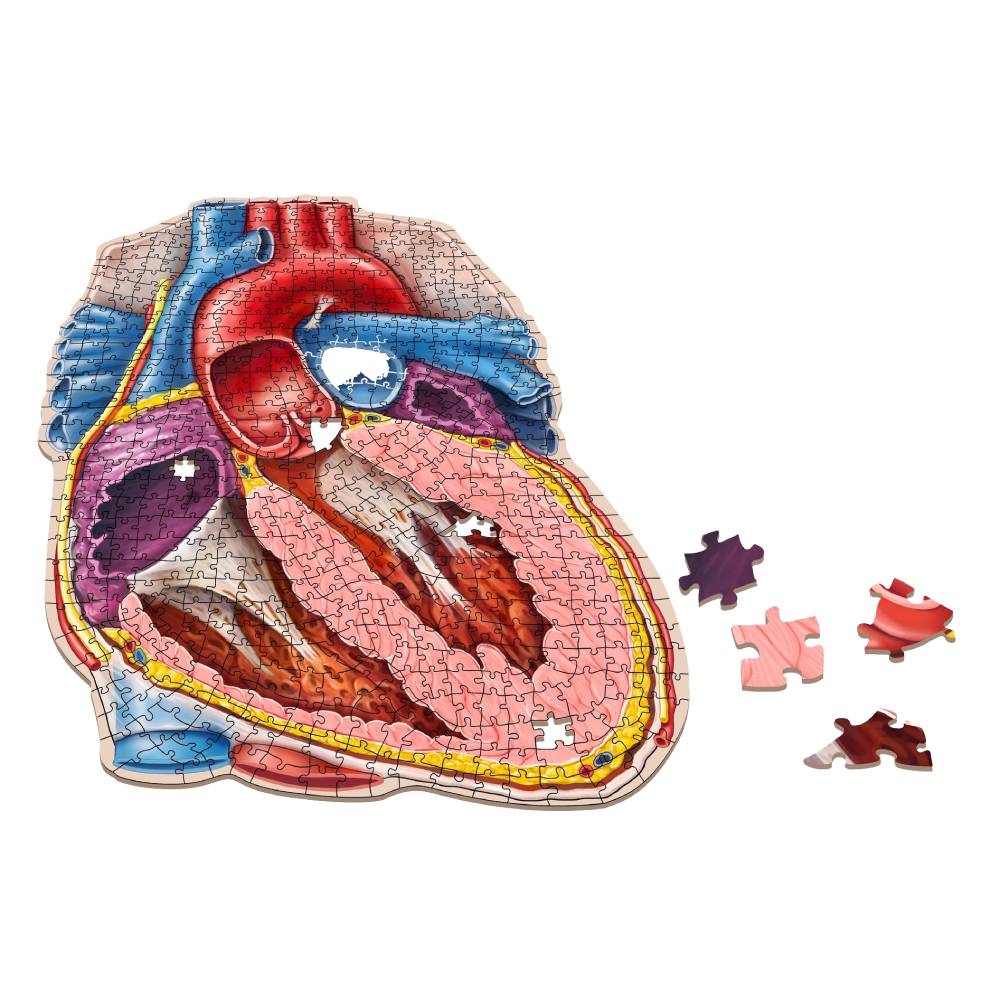 Dr. Livingstons Anatomy Jigsaw Puzzle: The Human Heart (Preorder)
