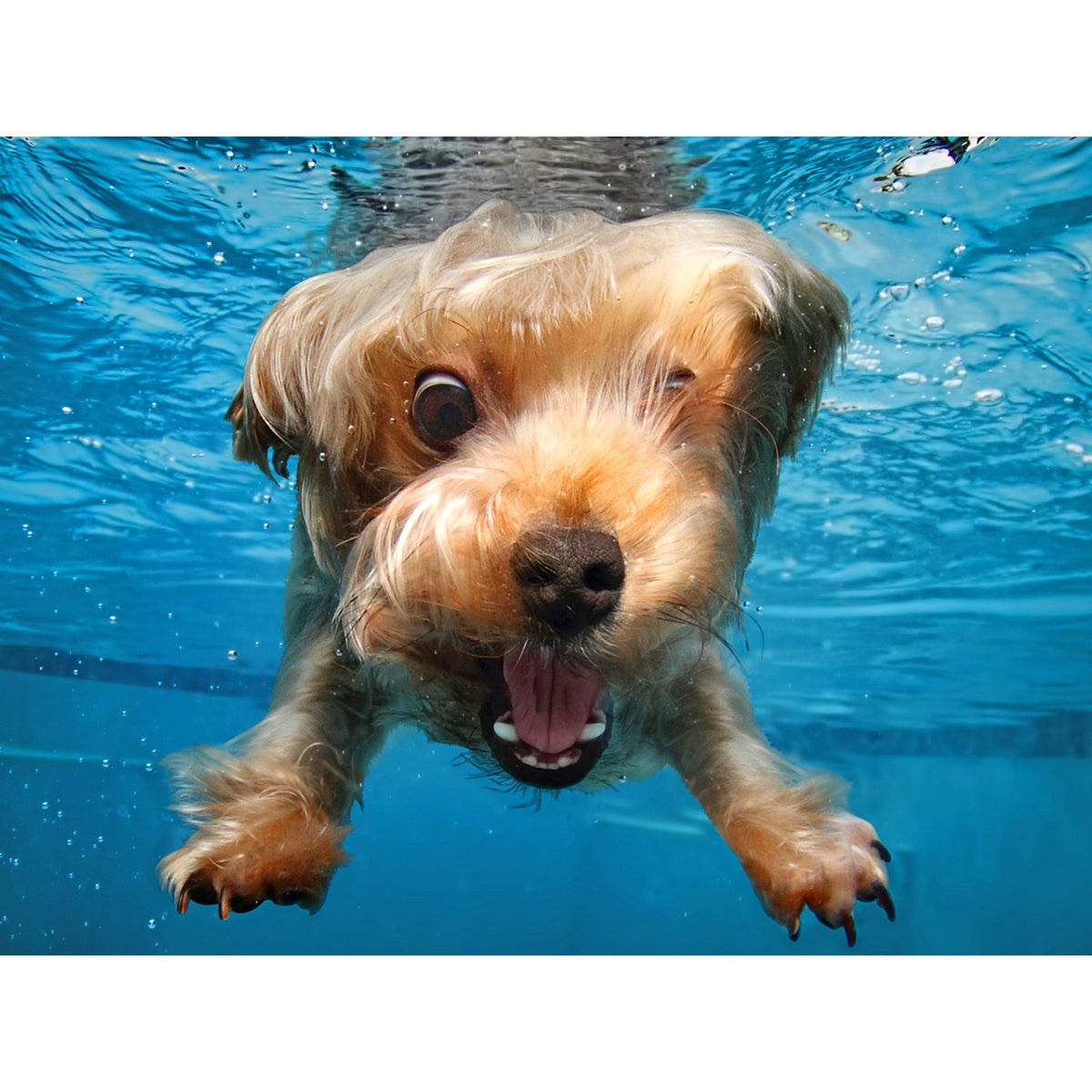 Prime3D Under Water Dogs Brady - 100 Piece 3D Jigsaw