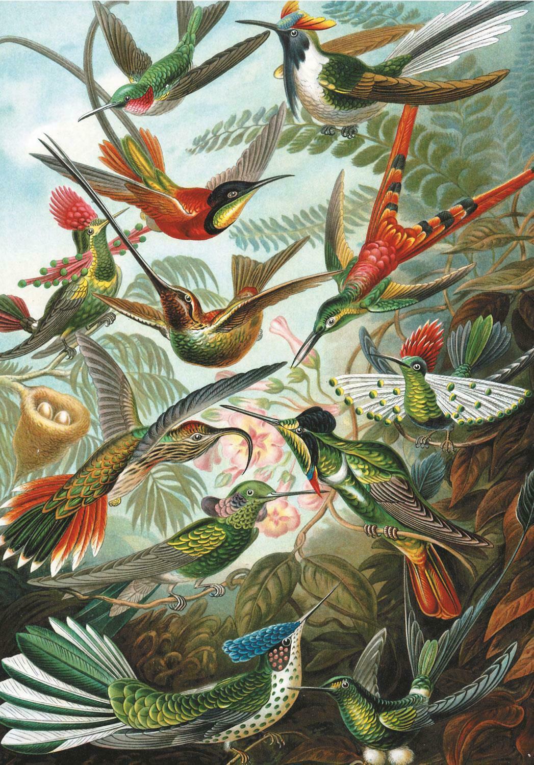 Piatnik - Haeckel Hummingbirds 1000 Piece Jigsaw