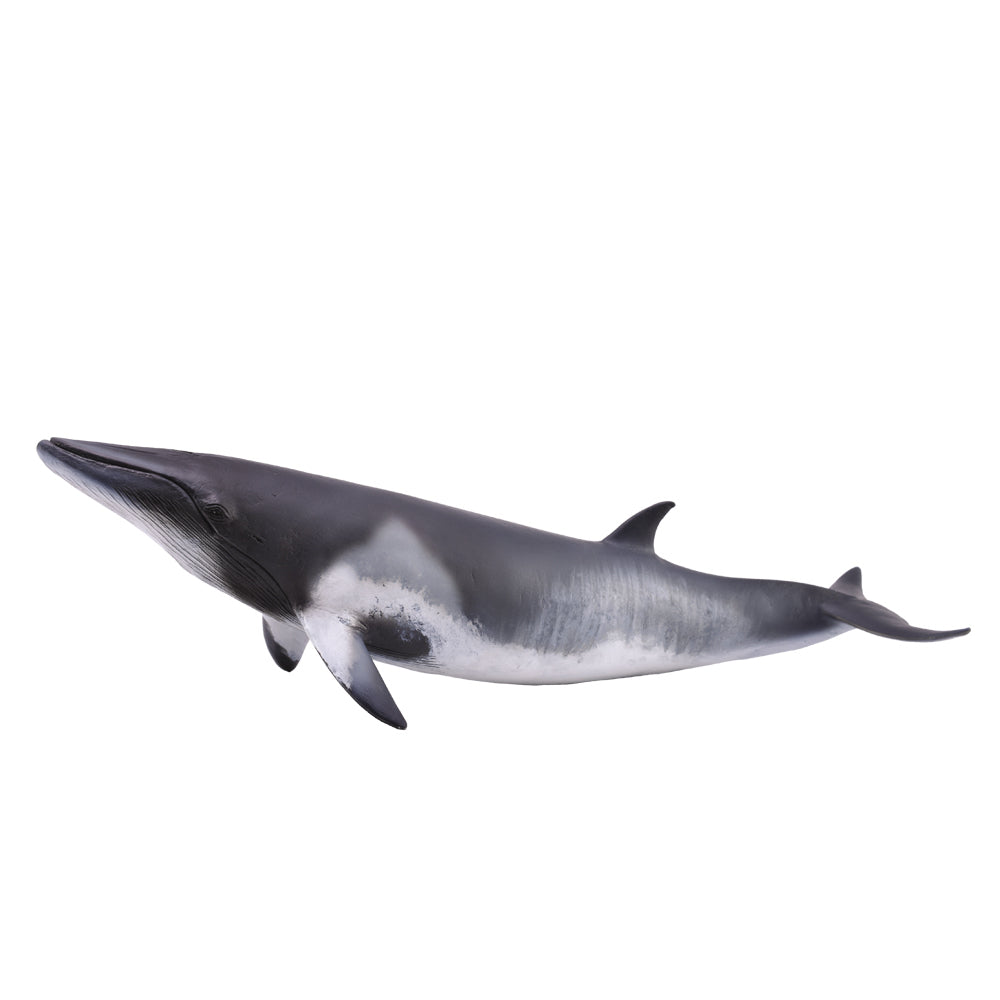 Collecta Minke Whale - XL