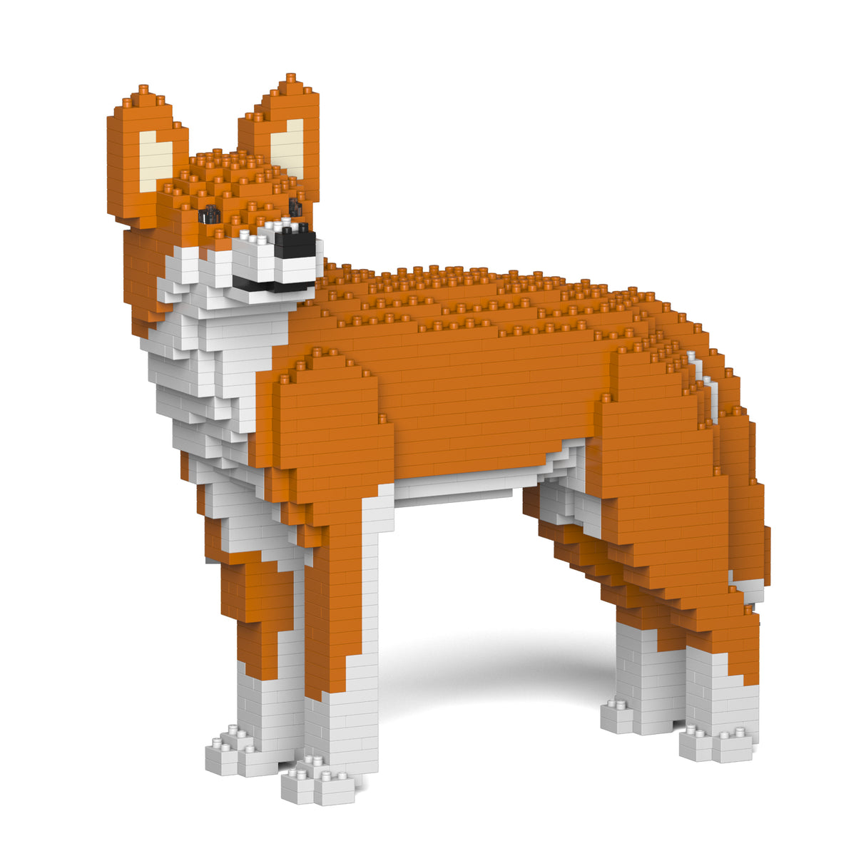 Jekca - Dingo - Small (01S)
