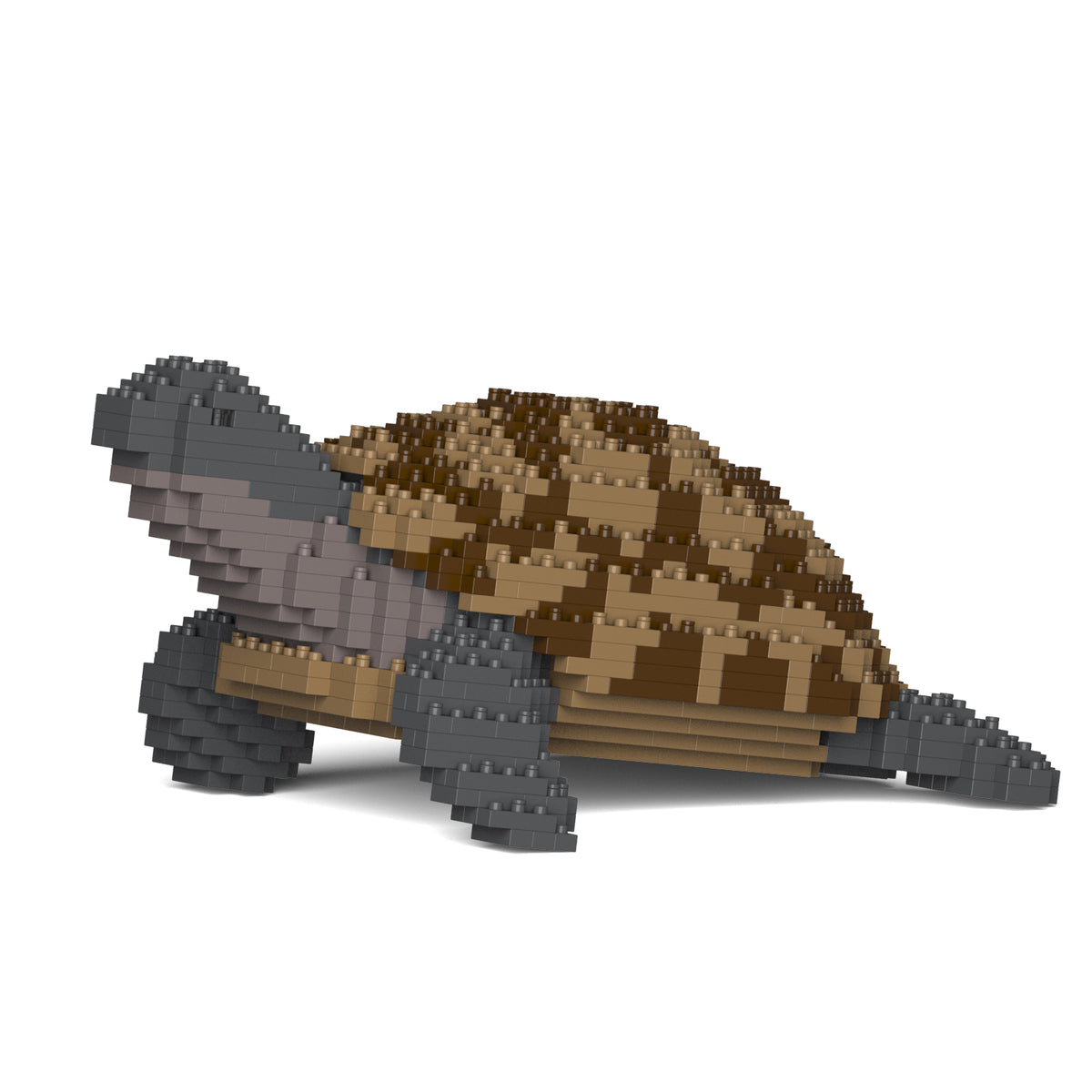 Jekca - Greek Tortoise - Small (01S)