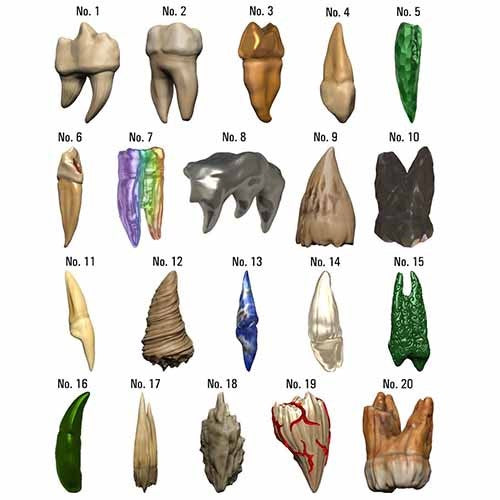 Dungeons &amp; Dragons Teeth of Dahlver-Nar Bite-Sized Artifact